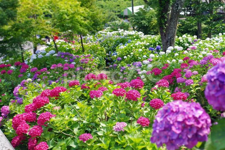 もととりあじさい園のカラフルなあじさい あじさい,アジサイ,紫陽花の写真素材
