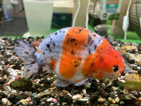 かわいいらんちゅう かわいいらんちゅう らんちゅう,蘭虫,金魚の写真素材