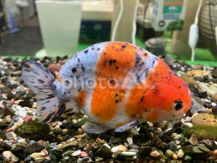 かわいいらんちゅう らんちゅう,蘭虫,金魚の写真素材