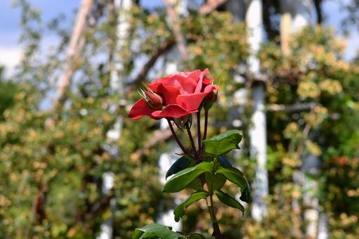 薔薇 ブラックティー 薔薇 ブラックティー 薔薇,ブラックティー,花の写真素材