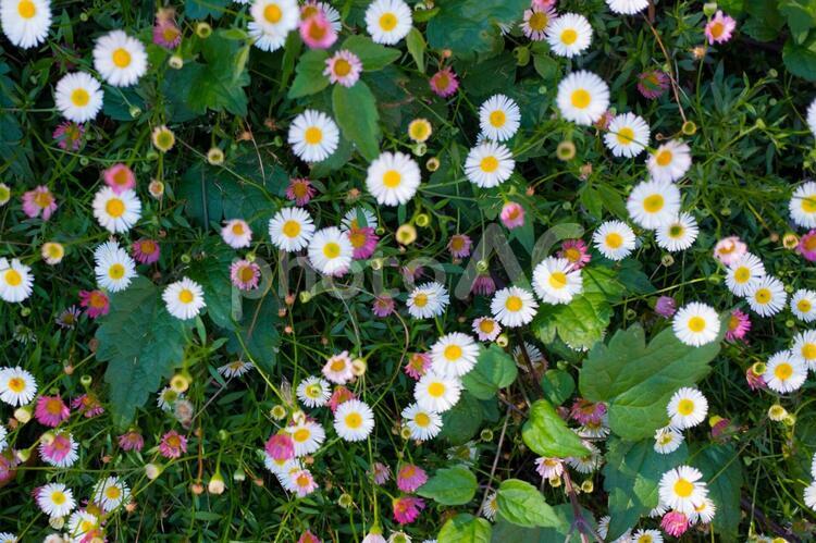 イギリスで出会った花5 お花,かわいい,イギリスの写真素材