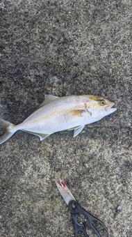 シオ シオ,カンパチ,カンパチ幼魚の写真素材