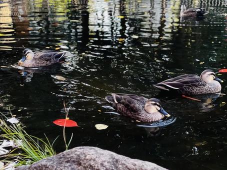 紅葉の水面と鴨 紅葉の水面と鴨 カモ,鳥,自然の写真素材