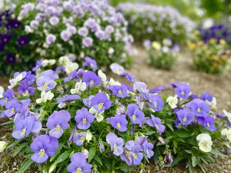 スミレの花 スミレの花の写真