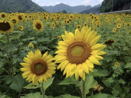 向日葵 向日葵の写真