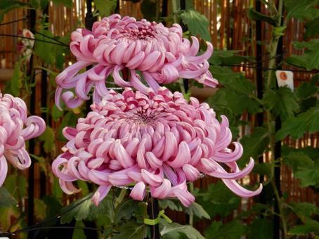 【風景写真】福山菊花展覧会の風景 キク,菊,菊花展の写真素材