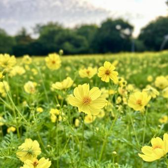 Yellow Cosmos, JPG Yellow Cosmos, JPG
