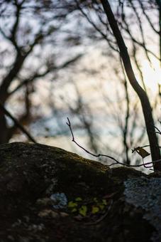 苔むす岩と冬木立の情景 自然,風景,森の写真素材