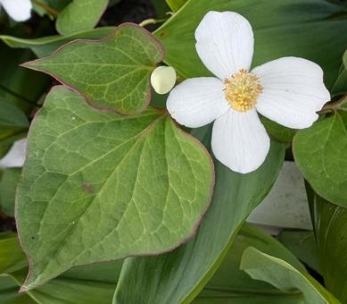 ドクダミの花 ドクダミの花の写真