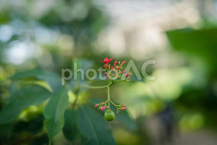 温室ガーデンの色鮮やかな熱帯植物 東京,深大寺植物園,調布の写真素材