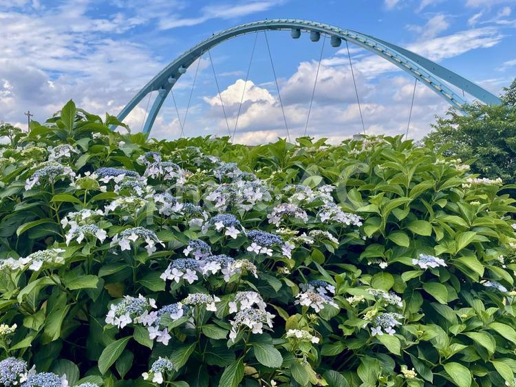 ふれあい橋とアジサイ(紫陽花) アジサイ,紫陽花,ふれあい橋の写真素材