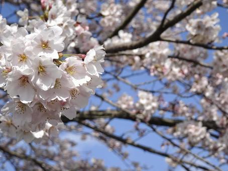 桜② 桜②の写真