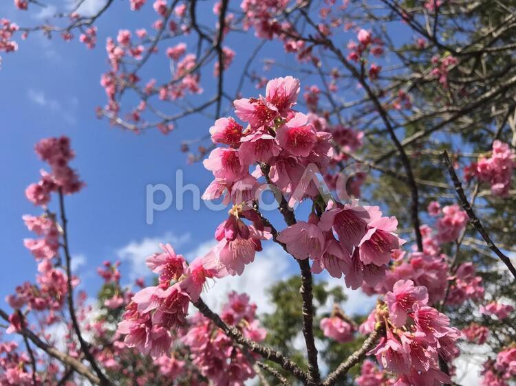 青空を切り取る桜 さくら,桜,サクラの写真素材