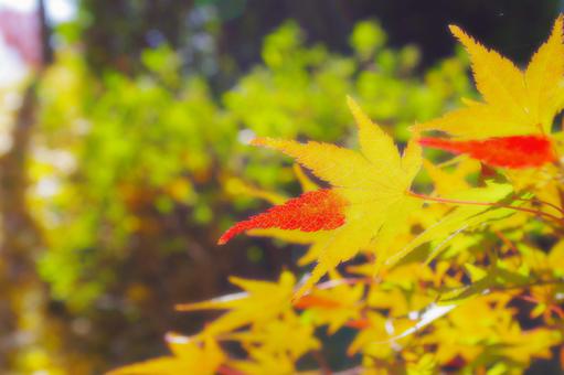 紅葉 紅葉の写真
