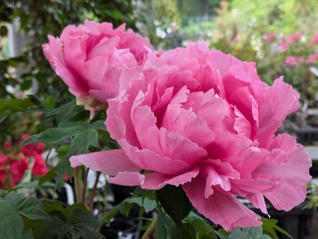 美しいピンクの牡丹 牡丹,花,はなの写真素材