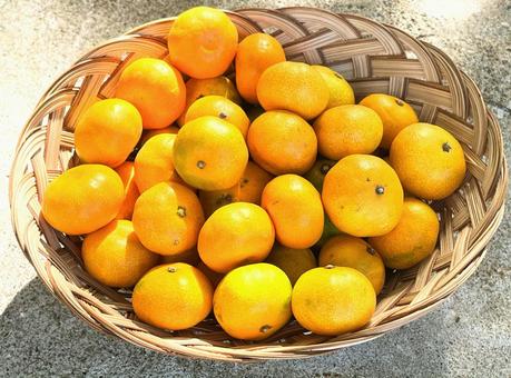 カゴに入ったみかん みかん,蜜柑,温州みかんの写真素材