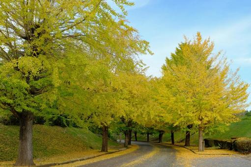 イチョウ並木 銀杏並木,黄葉,銀杏の写真素材