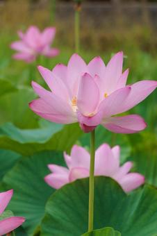 Photo, lotus, a lotus, flower, 