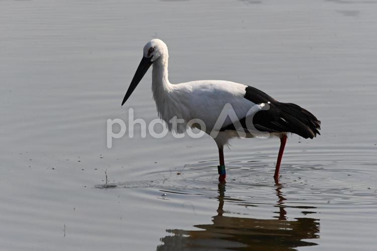 コウノトリを望遠レンズで大きく撮った！！ コウノトリ,野鳥,バードウォッチングの写真素材