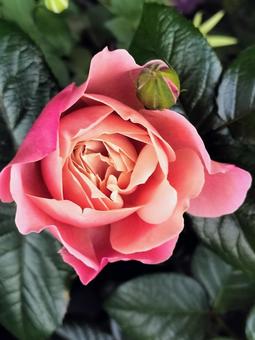 Photo, rose, pink vintage, drew, 