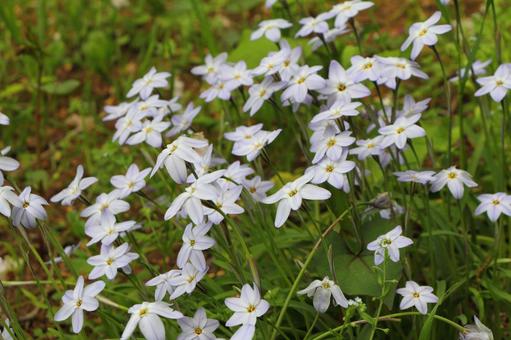 Lily of the Valley Blooming on the Roadside, JPG Lily of the Valley Blooming on the Roadside, JPG