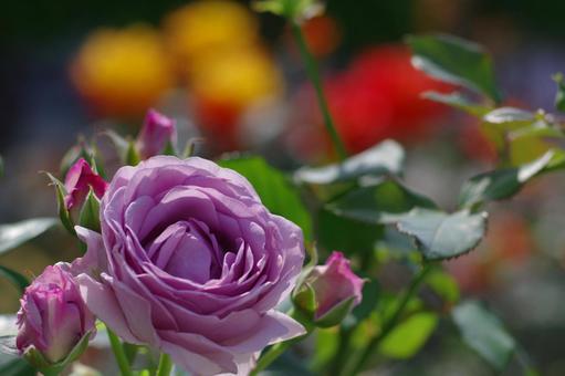 中之島バラ園 しのぶれど 薔薇 中之島バラ園 しのぶれど 薔薇の写真