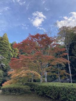 秋晴れの空に映える紅葉したもみじ もみじ,紅葉,秋の写真素材