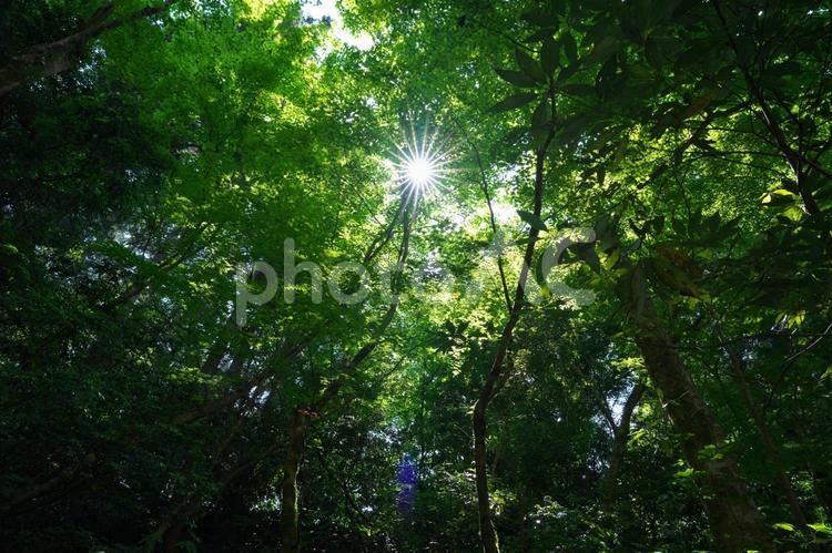 森の中の光条 光条,太陽,森の写真素材