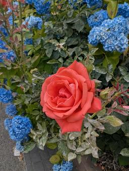rose, JPG