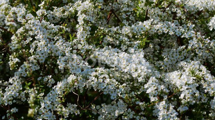 雪渓のように純白に輝くユキヤナギ ユキヤナギ,花,白の写真素材
