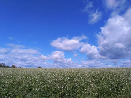 蕎麦畑×雲の写真