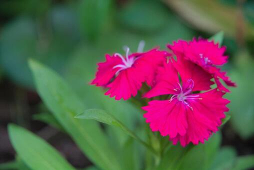 セキチクの花3 セキチクの花3の写真