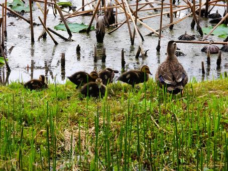 カモの親子の散歩、不忍池こっち向いて、の写真