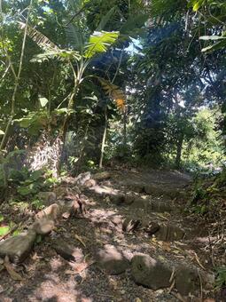 ハワイハイキング ハイキング,ハワイ,自然の写真素材