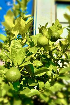 みかん みかん みかん,ミカン,柑橘類の写真素材