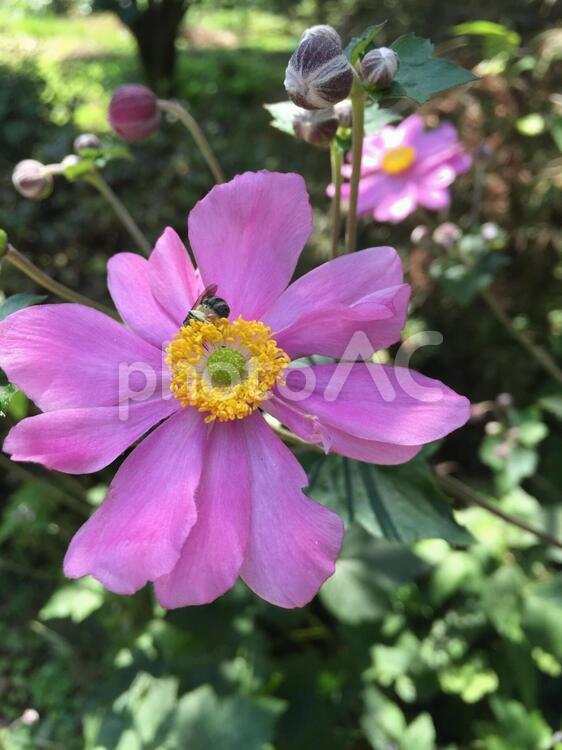 秋明菊５ 花,秋明菊,flowerの写真素材