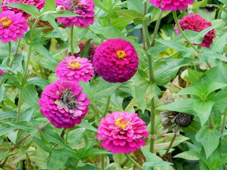 【花の写真】 ヒャクニチソウ(百日草) 【花の写真】 ヒャクニチソウ(百日草) 百日草,ヒャクニチソウ,キク科の写真素材