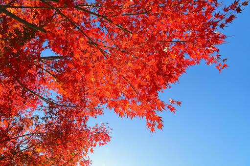 もみじ　紅葉　樹木 もみじ,紅葉,赤色の写真素材