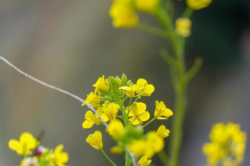 Close-up of rape blossoms, JPG Close-up of rape blossoms, JPG
