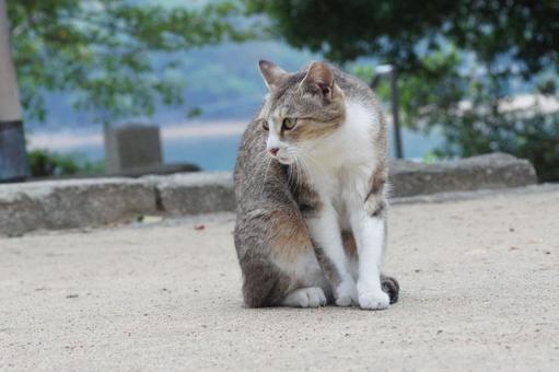 ねこ ねこ のらねこ,にゃんこ,可愛いの写真素材