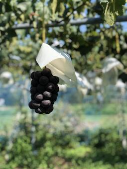 ぶどう狩り ぶどう狩り,巨峰,ぶどうの写真素材