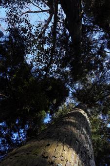 杉の大木 杉,杉の木,大木の写真素材