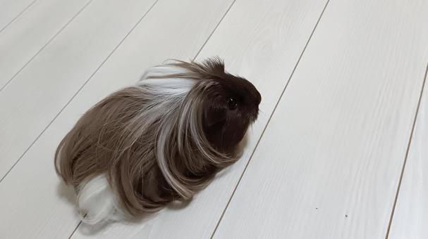 「誰か呼んでる？」長毛モルモット モルモット,ペット,動物の写真素材