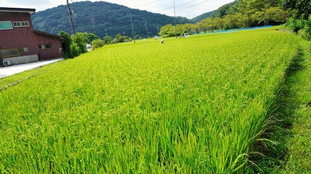 稲刈り 稲刈り 稲刈り,米づくり,稲穂の写真素材