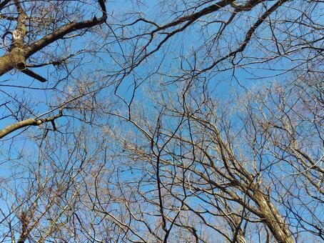 冬空 冬空,2月,山林の写真素材
