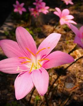 Photo, flower, natural, rain lily, 