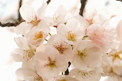 満開の桜 満開の桜 の写真