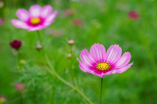 コスモス(26) 花,コスモス,アキザクラの写真素材