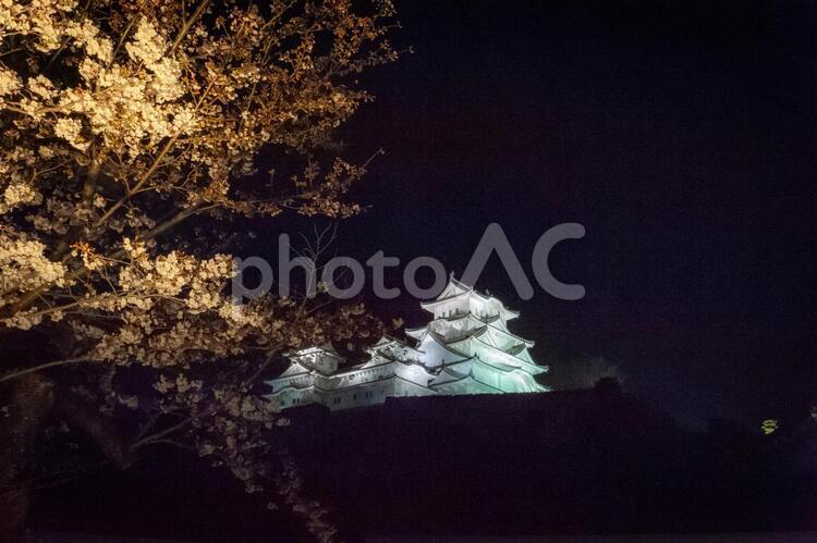 姫路城　夜桜　ライトアップ 姫路城,桜,夜桜の写真素材