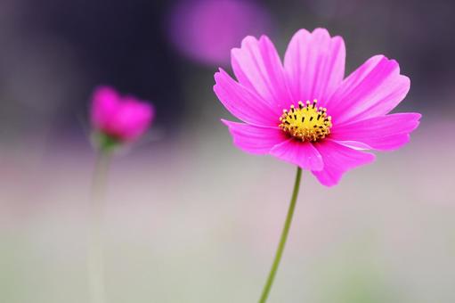 Cosmos flowers blooming in the autumn field, JPG